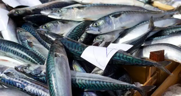 Las caballas como estas que se venden en Catania, Italia, pertenecen al 93% de las poblaciones de peces evaluadas que están sobreexplotadas. La Comisión Europea busca apoyo para invertir la situación.