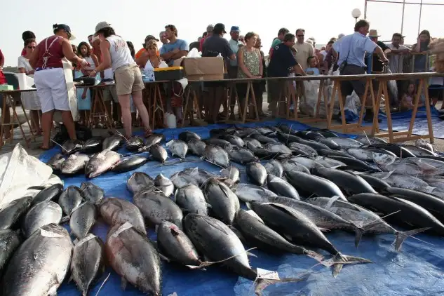 Imagen de una pescada del Circuíto Rodman 2005 en S´Estanyol.