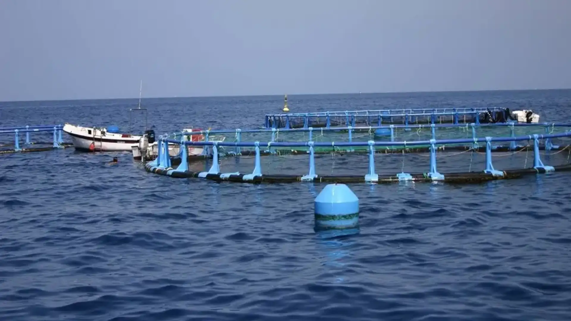 Government updates regulation in the fisheries and aquaculture sector