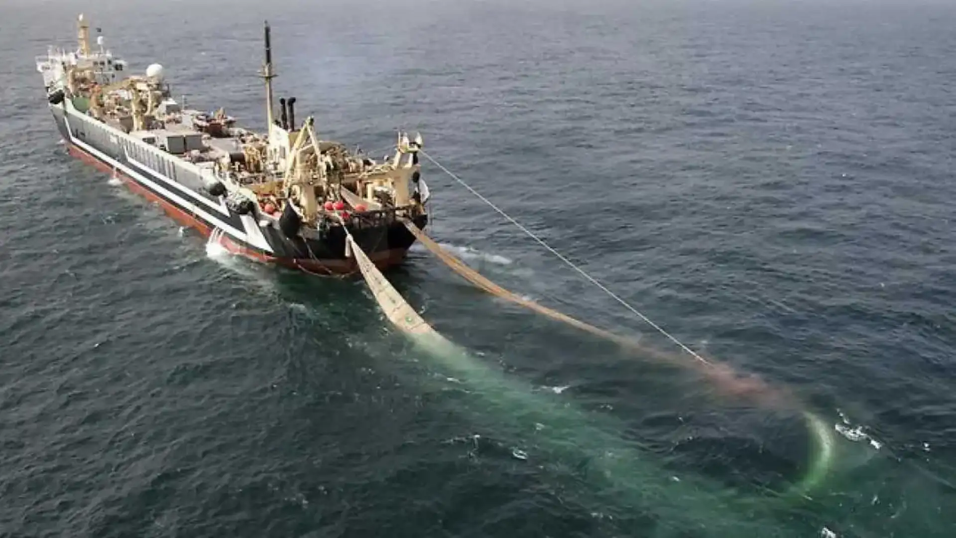 The EU prohibits trawling in depths of more than 800 metres.
