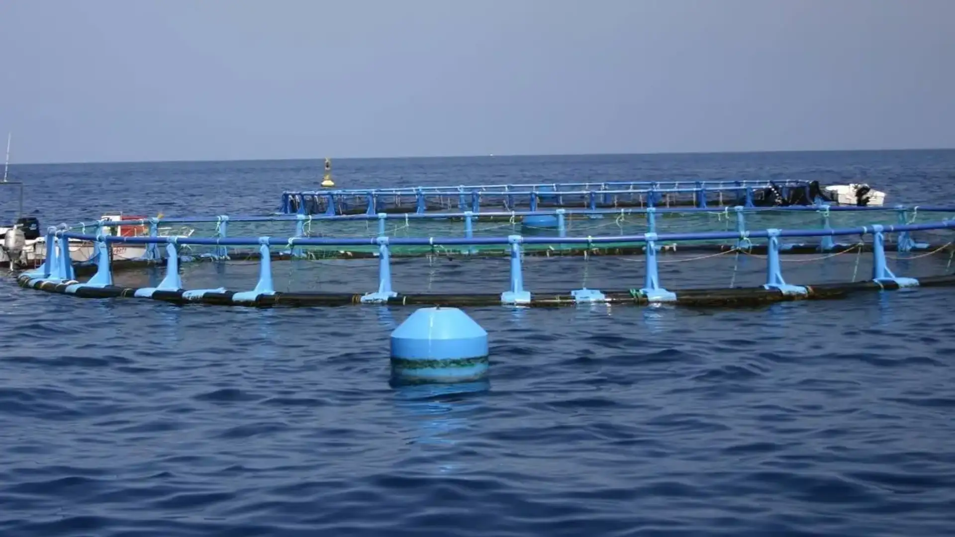 The Ministry of Agriculture publishes the call for aid for aquaculture plans