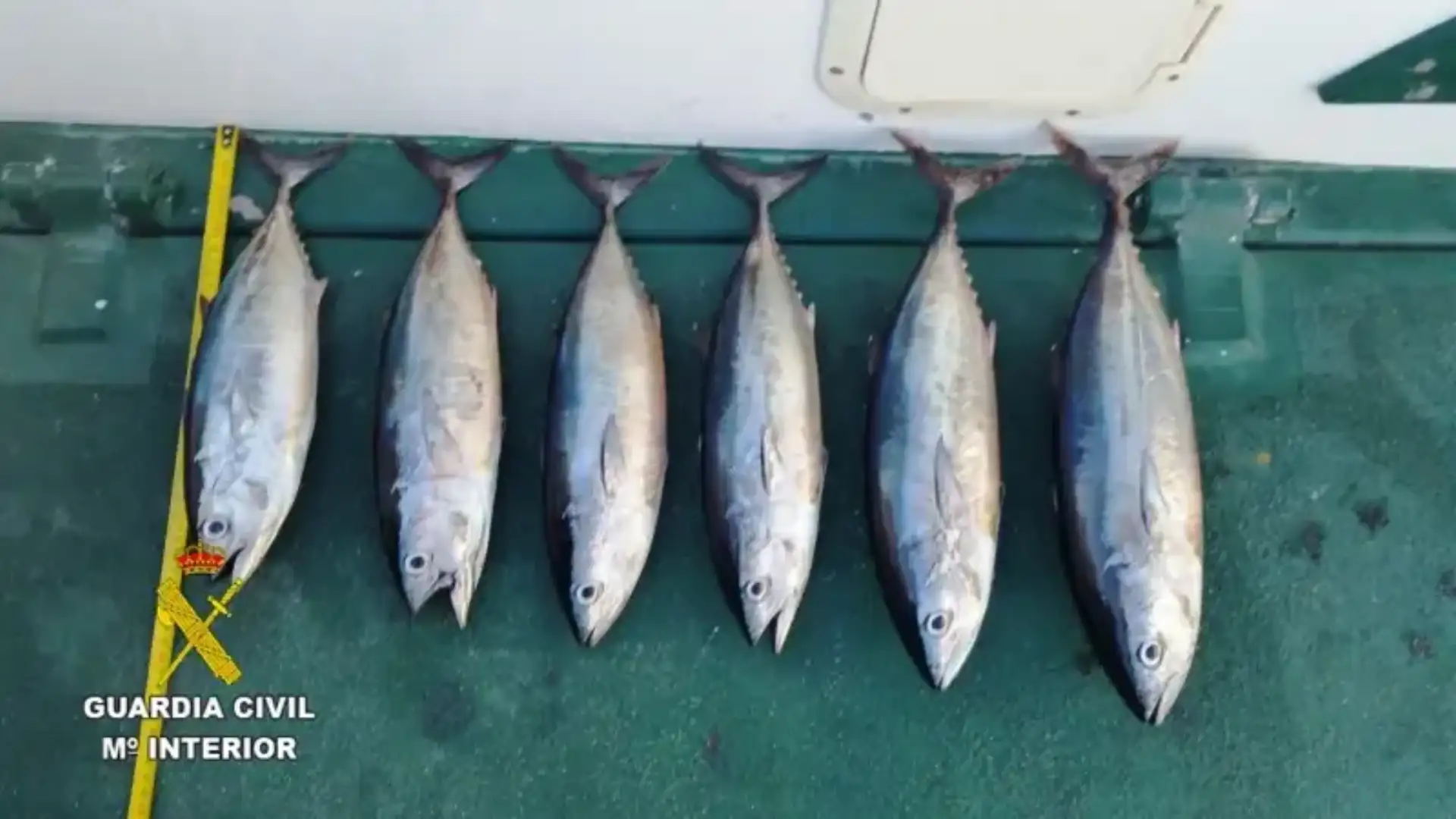 The Civil Guard apprehend bluefin tuna caught out of season