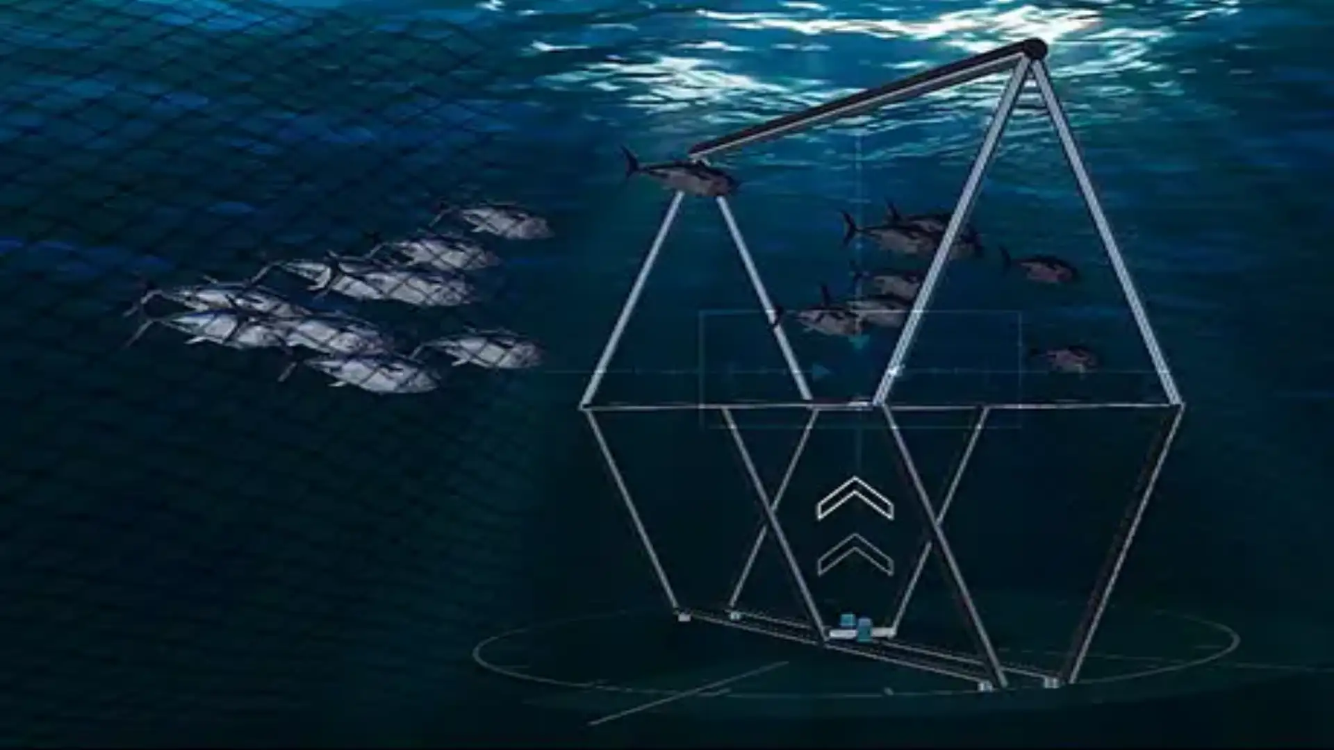 University of Valencia and IEO develop bluefin tuna protection systems