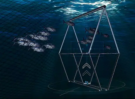 Los resultados obtenidos pueden contribuir de manera importante a la recuperación de las poblaciones y a la sostenibilidad de la pesquería de esta especie emblemática que lleva alimentando a las poblaciones del Mediterráneo desde hace milenios