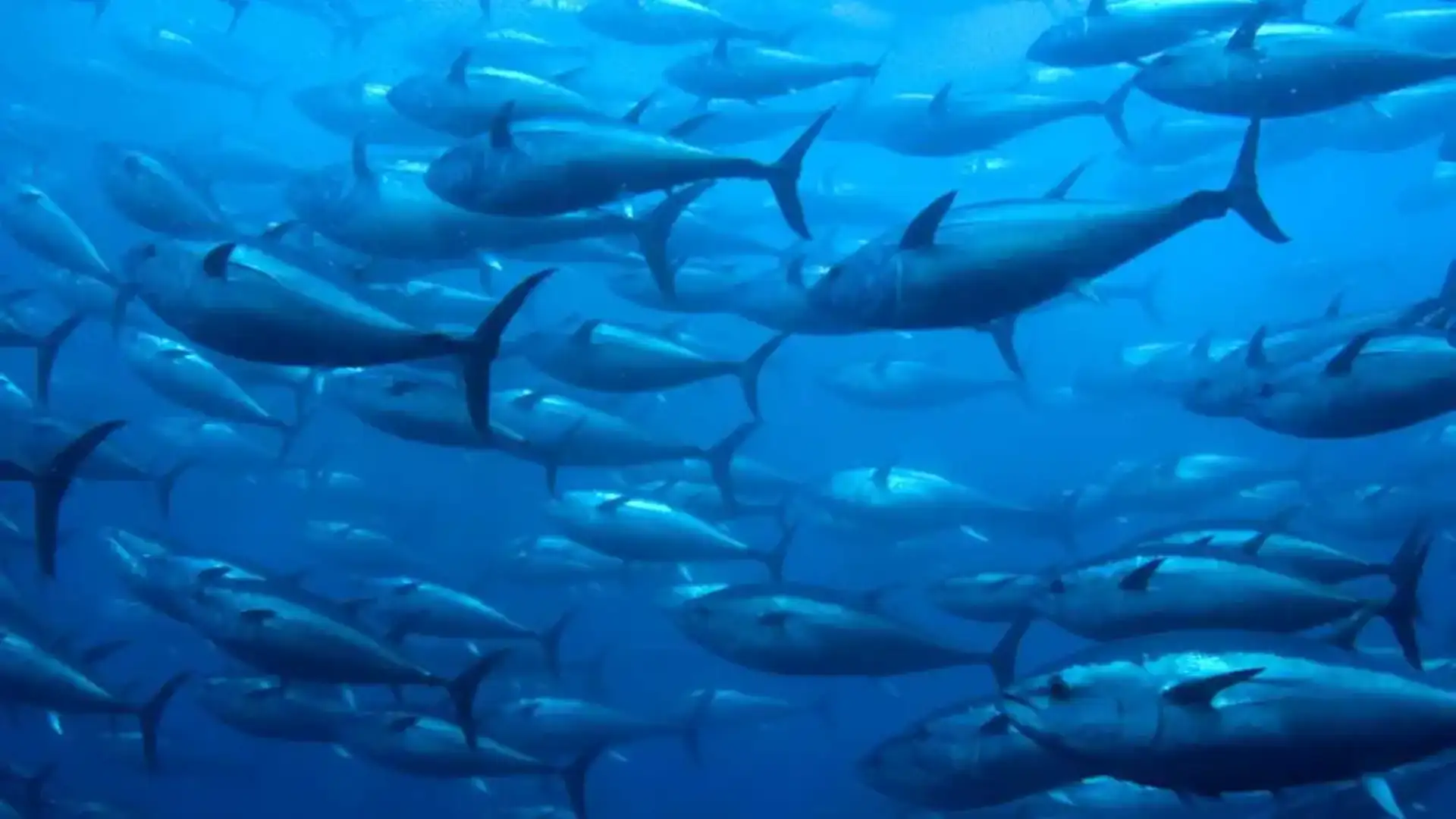 Bluefin tuna has repopulated the Mediterranean