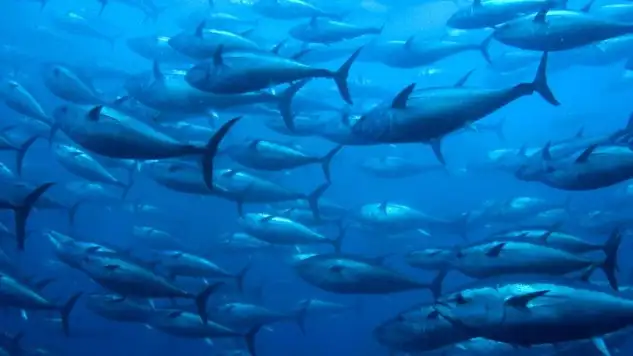 El atún de este mar es en realidad una parte del ‘Thunnus thynnus’ o atún del Atlántico, que se reproduce y se pesca sobre todo en el Mediterráneo