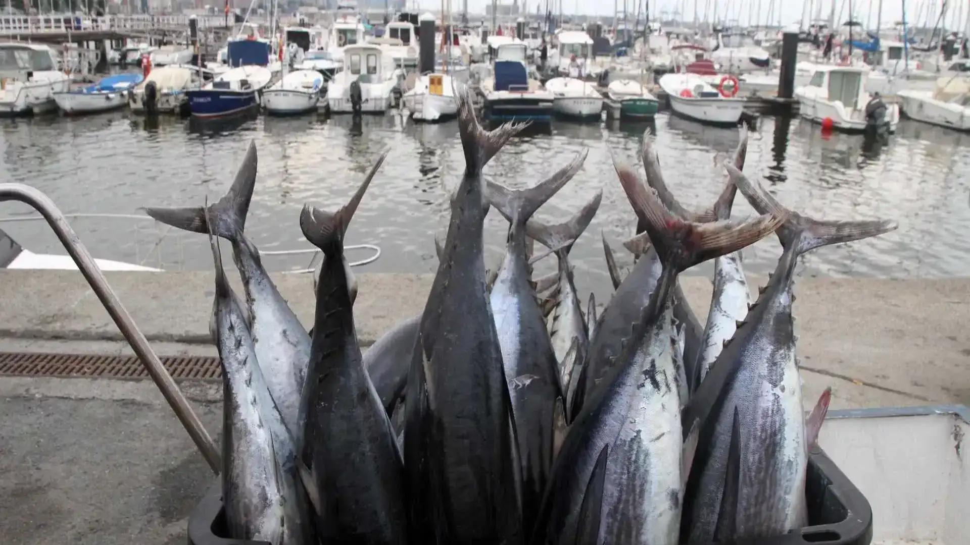 Bonito Fishing Championship in Abra de Vizcaya, dopo dieci anni di assenza